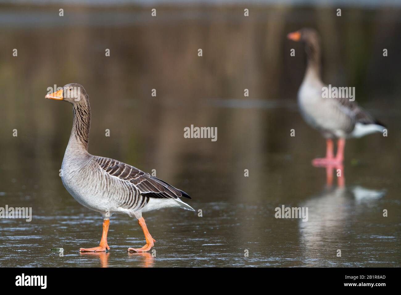 greylag goose (Anser anser anser, Anser anser), two geese on a frozen lake, Germany Stock Photo