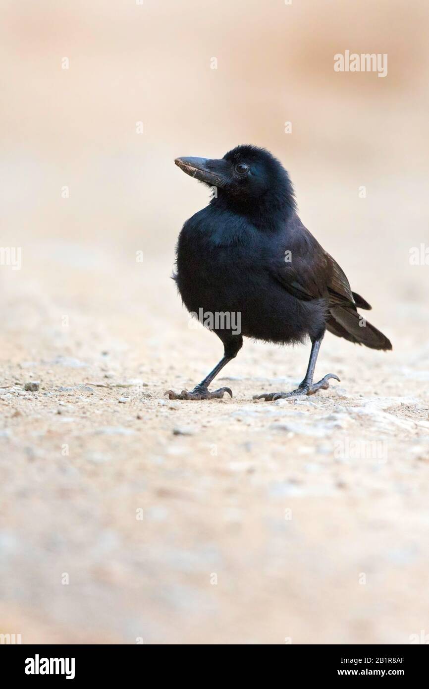 new caledonian crow (Corvus moneduloides), sitting on the ground, New Caledonia Stock Photo