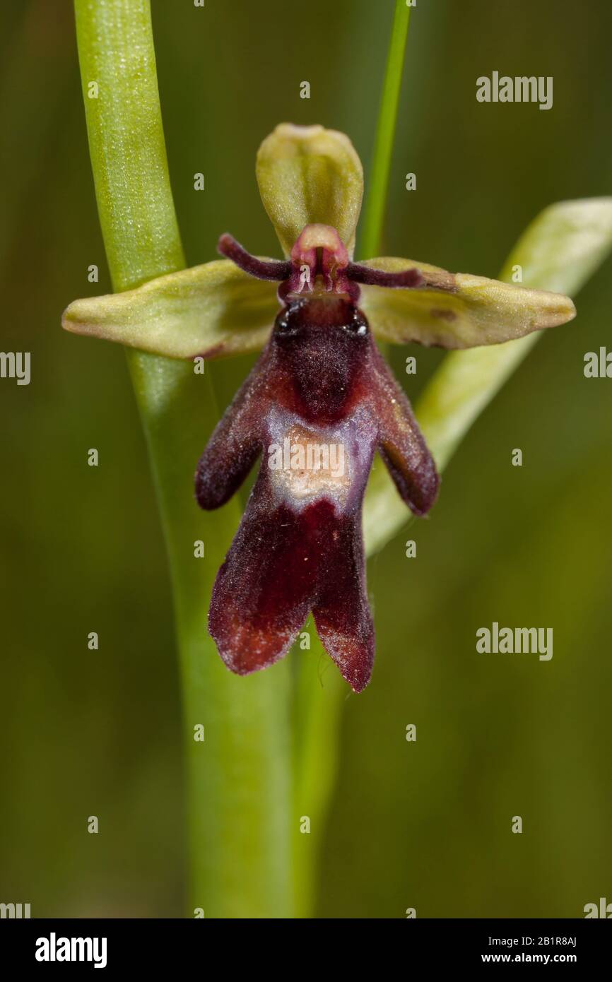 fly orchid (Ophrys insectifera), flower, Germany, Bavaria Stock Photo