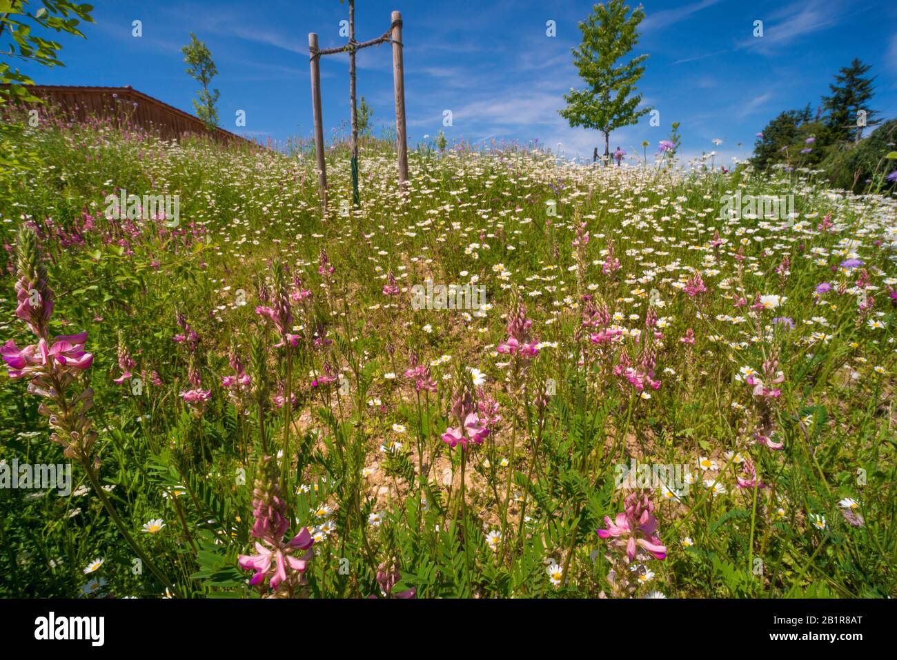 blue button, field scabious (Knautia arvensis), sowed flower meadow in a city, Germany Stock Photo