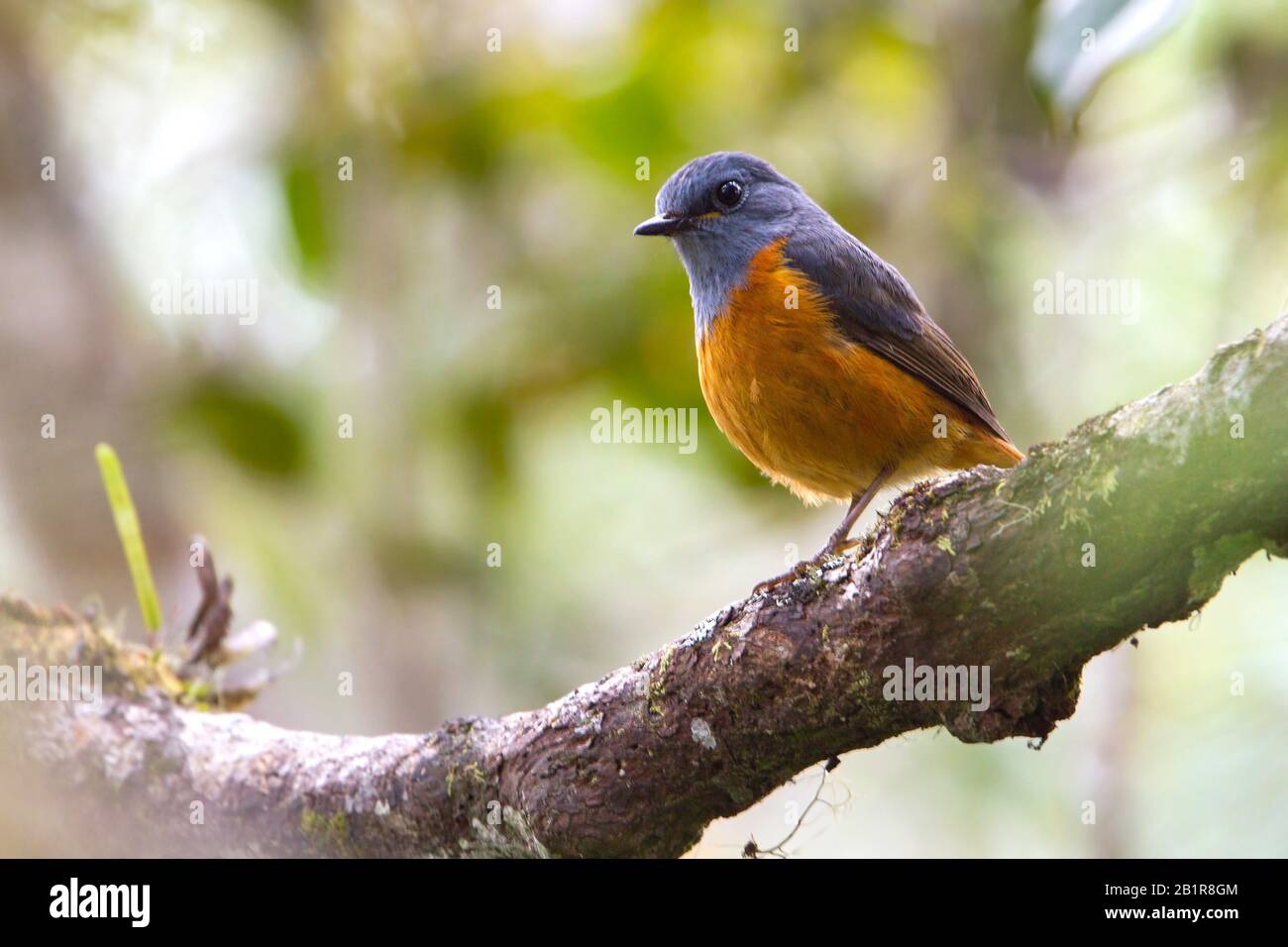 Forest Rock Thrush (Monticola sharpei), perched on a branch, Madagascar Stock Photo