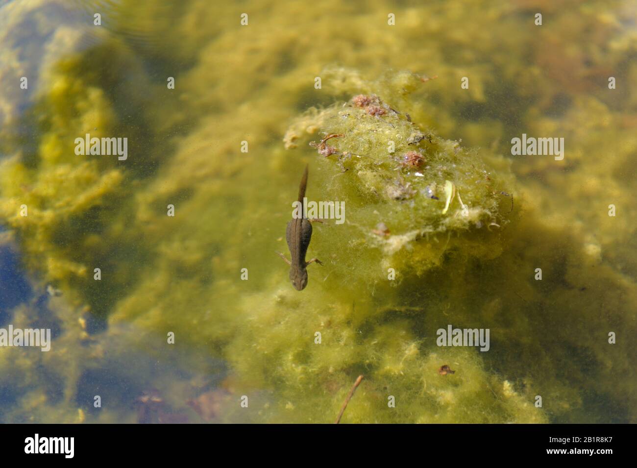 Garden pond newt uk hires stock photography and images Alamy
