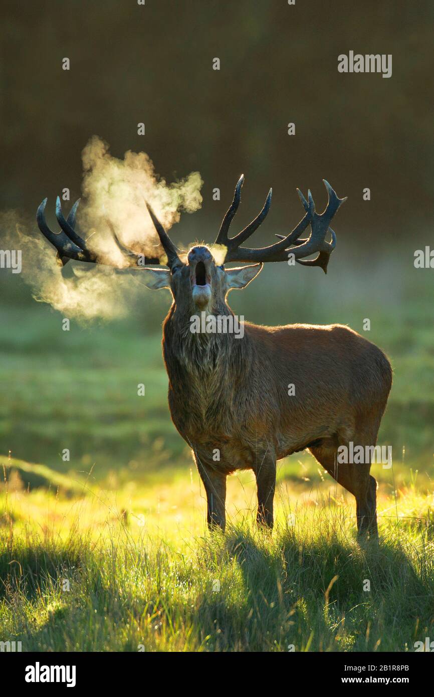 red deer (Cervus elaphus), roaring stag with cloud of breath, United Kingdom, England Stock Photo