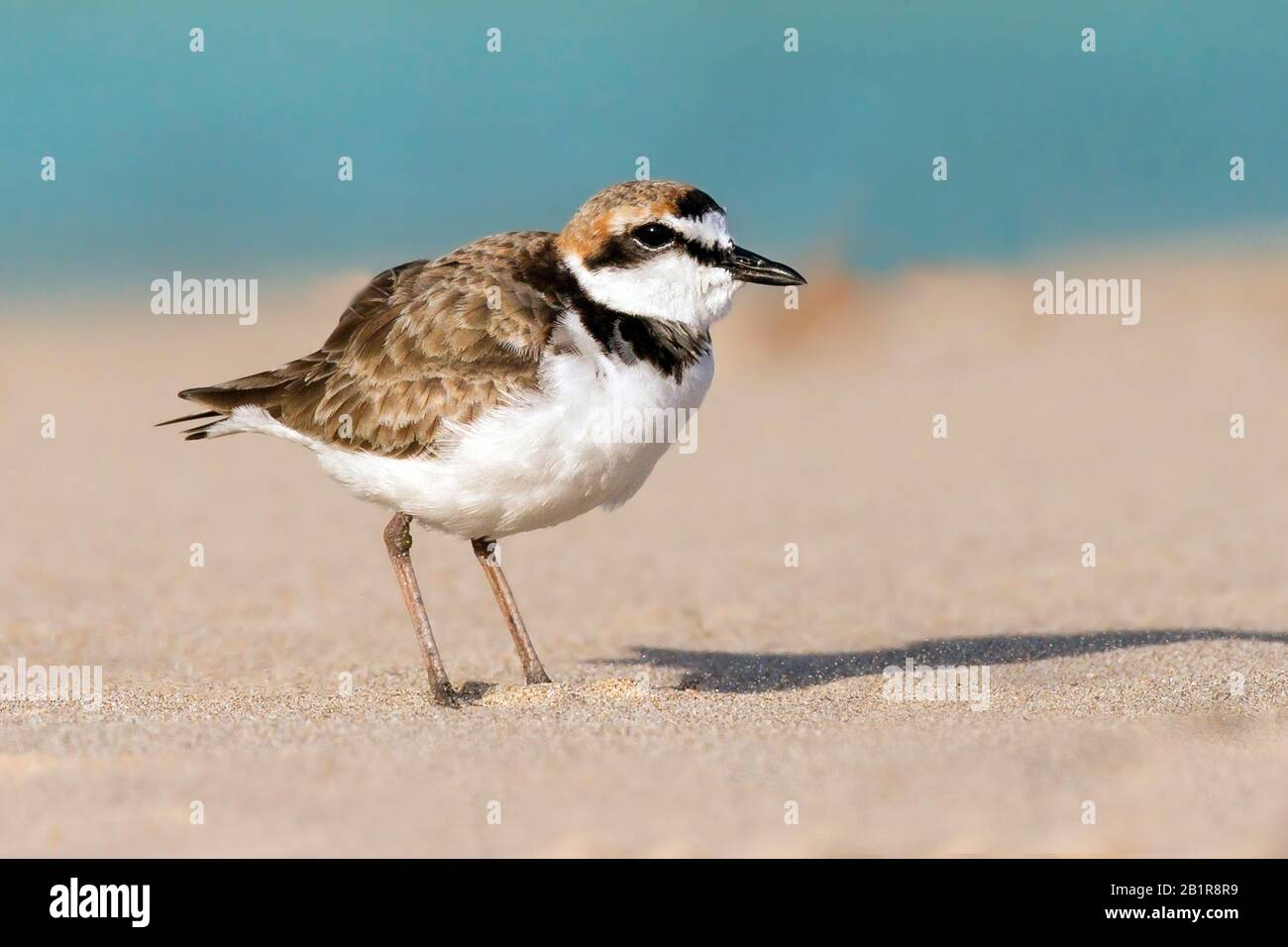 Malaysian sand plover (Charadrius peronii), standing on a beach, Asia Stock Photo