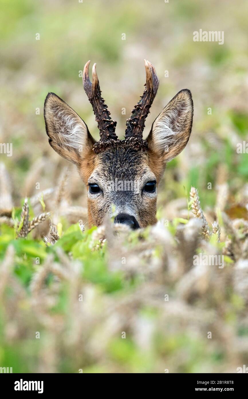 roe deer (Capreolus capreolus), roebuck looking out of a grain field, Germany, Lower Saxony Stock Photo
