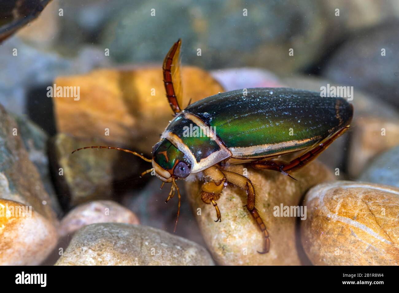 Great diving beetle (Dytiscus marginalis), male, Germany, Baden-Wuerttemberg Stock Photo