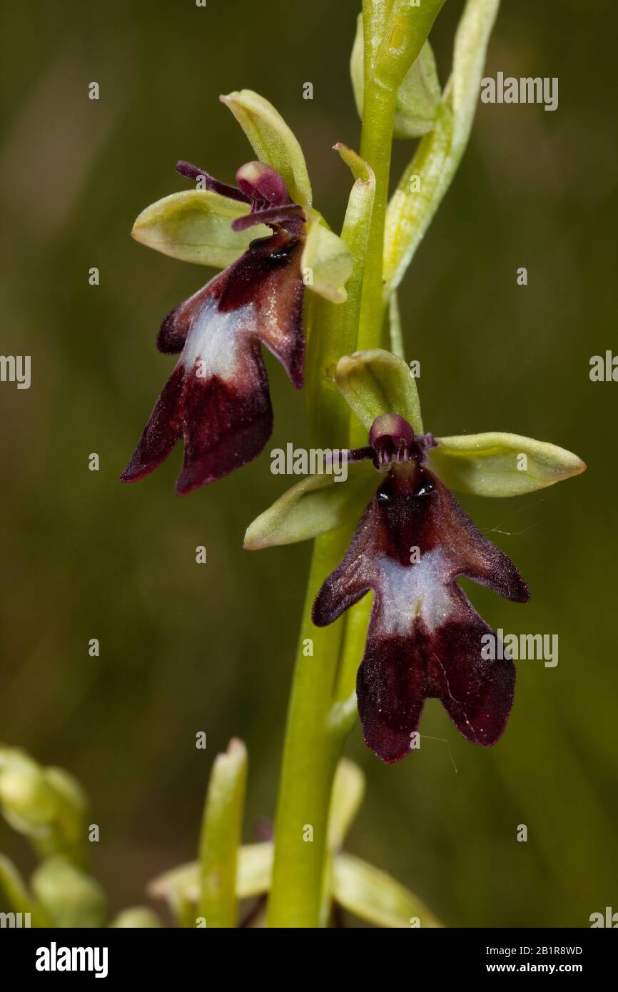 fly orchid (Ophrys insectifera), flowers, Germany, Bavaria Stock Photo