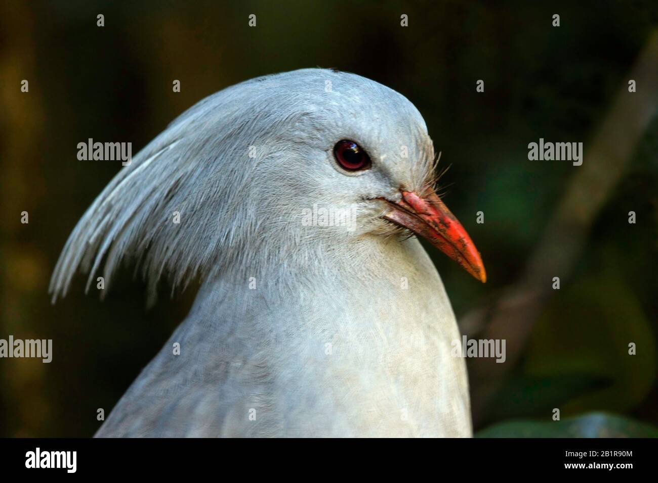 Kagu Rhynochetos Jubatus A Crested Long legged And Bluish grey Kagu Rhynochetos Jubatus A Crested Long legged And Bluish grey