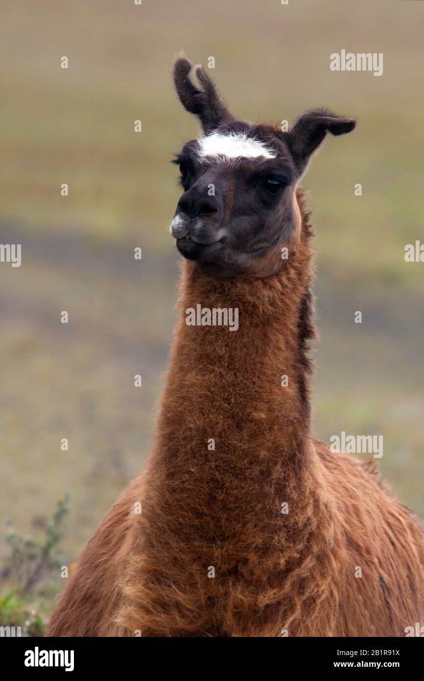 llama (Lama glama), portrait, South America Stock Photo