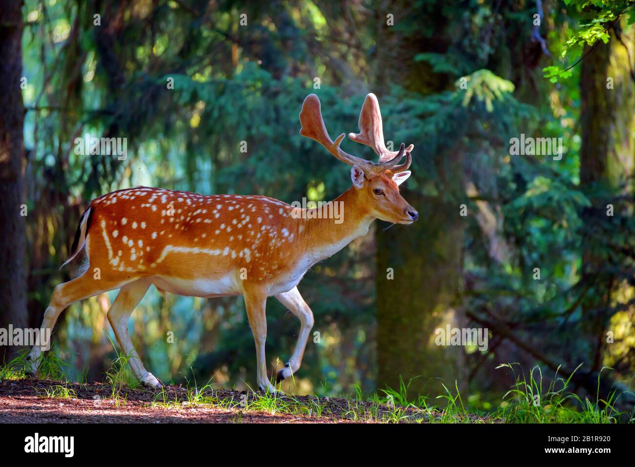 fallow deer (Dama dama, Cervus dama), male, Germany Stock Photo
