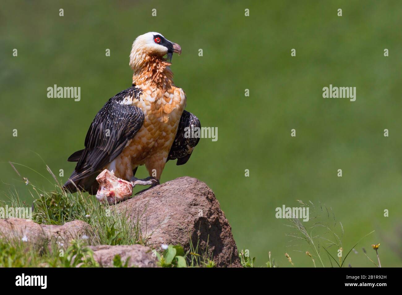 African Bearded Vulture (Gypaetus barbatus meridionalis), at bait place, South Africa Stock Photo