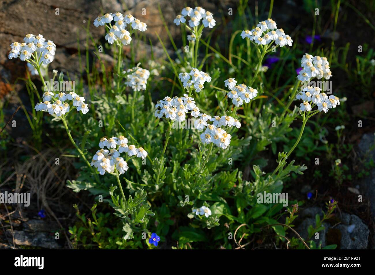 Musk milfoil (Achillea moschata, Achillea erba-rotta ssp. moschata ), blooming Stock Photo