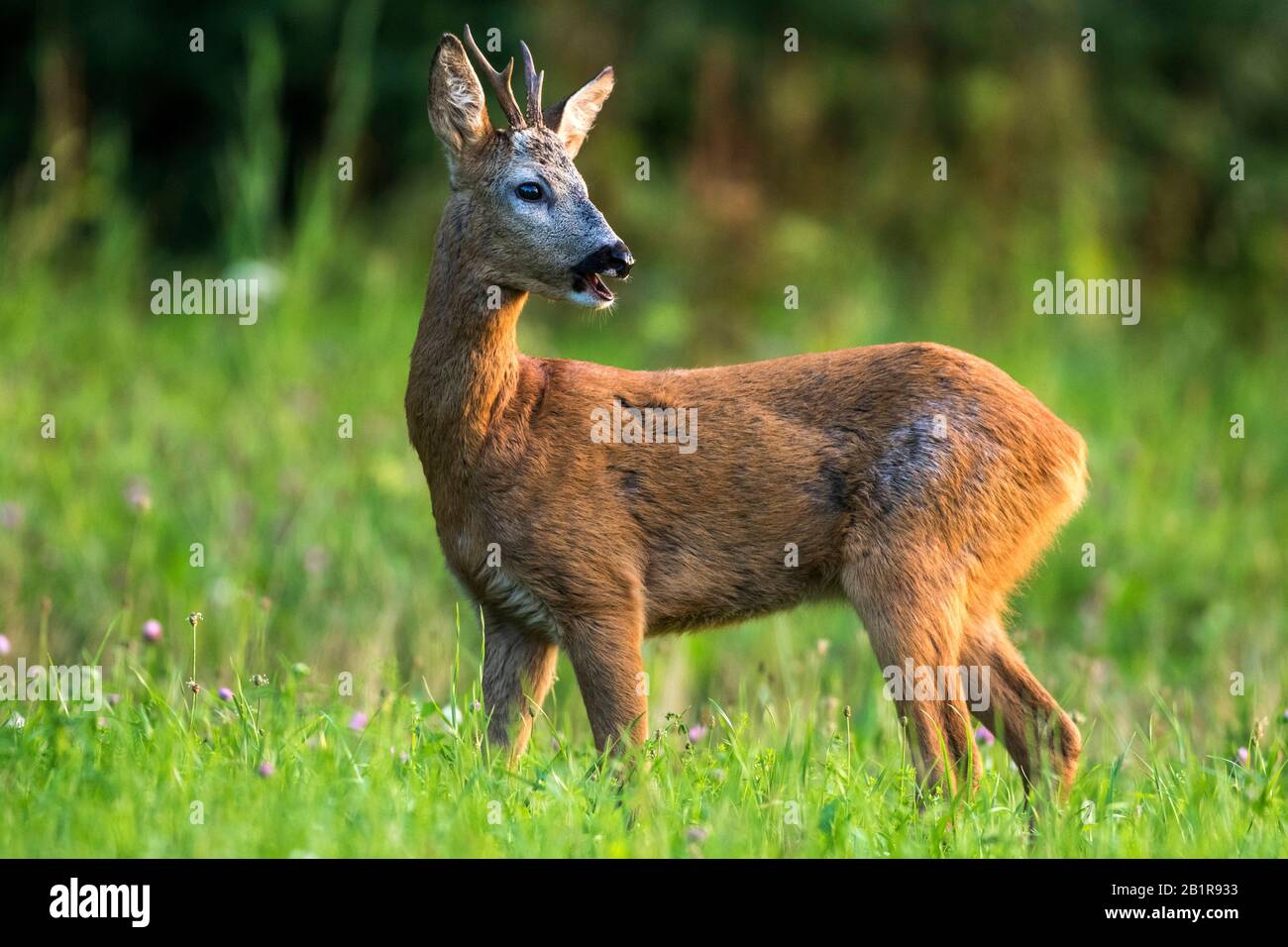 roe deer (Capreolus capreolus), roe buck is surprized in a meadow, side view, Germany, Baden-Wuerttemberg Stock Photo