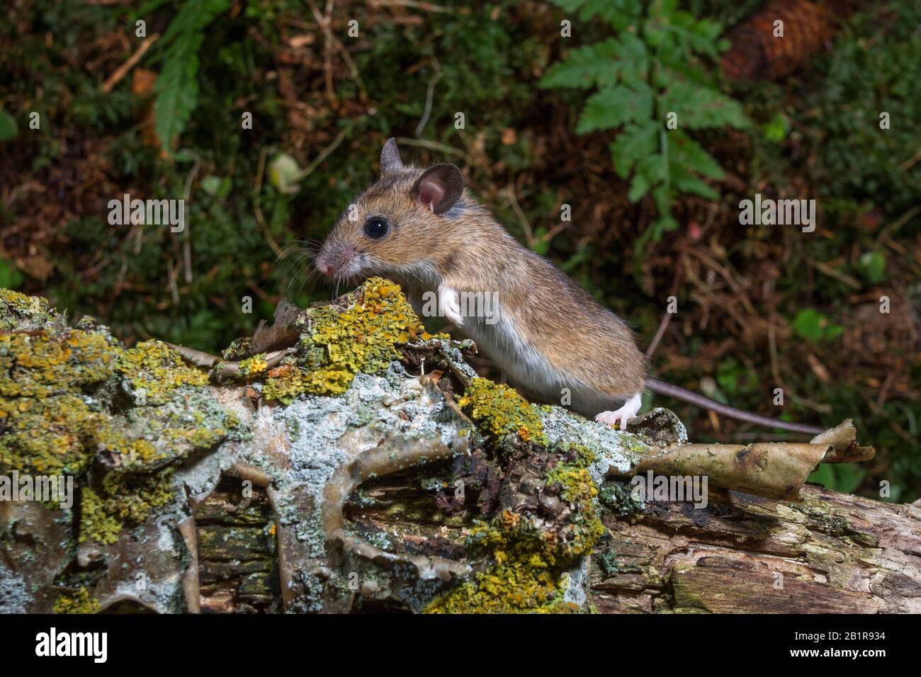 wood mouse, longtailed field mouse (Apodemus sylvaticus), climbing on