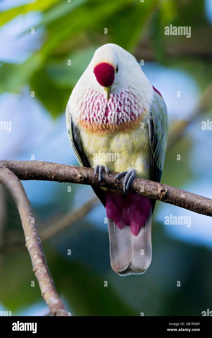 many-coloured fruit dove (Ptilinopus perousii), occurs on islands in the south-west Pacific Ocean where it is found in Fiji, the Samoan Islands, and Tonga, Fiji Stock Photo