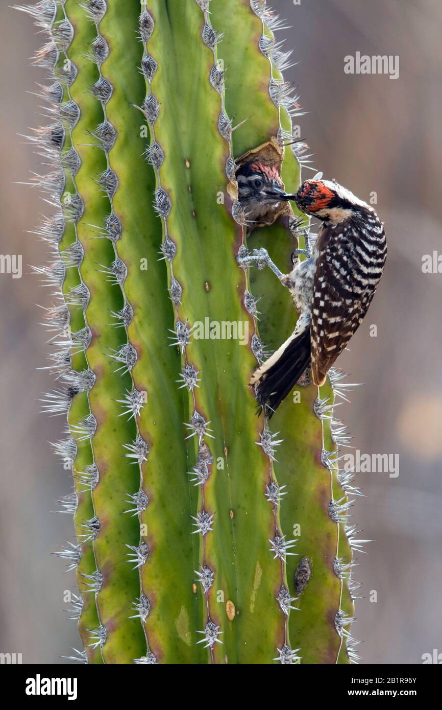 ladder-backed woodpecker (Picoides scalaris), at its nest in a cactus, USA, Texas Stock Photo