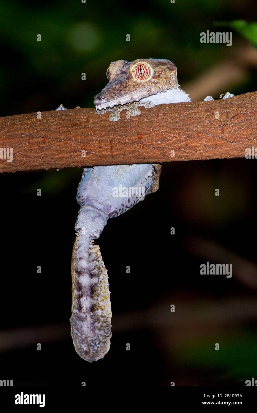 Madagascar day gecko (Phelsuma madagascariensis), hangs on a branch, Madagascar Stock Photo