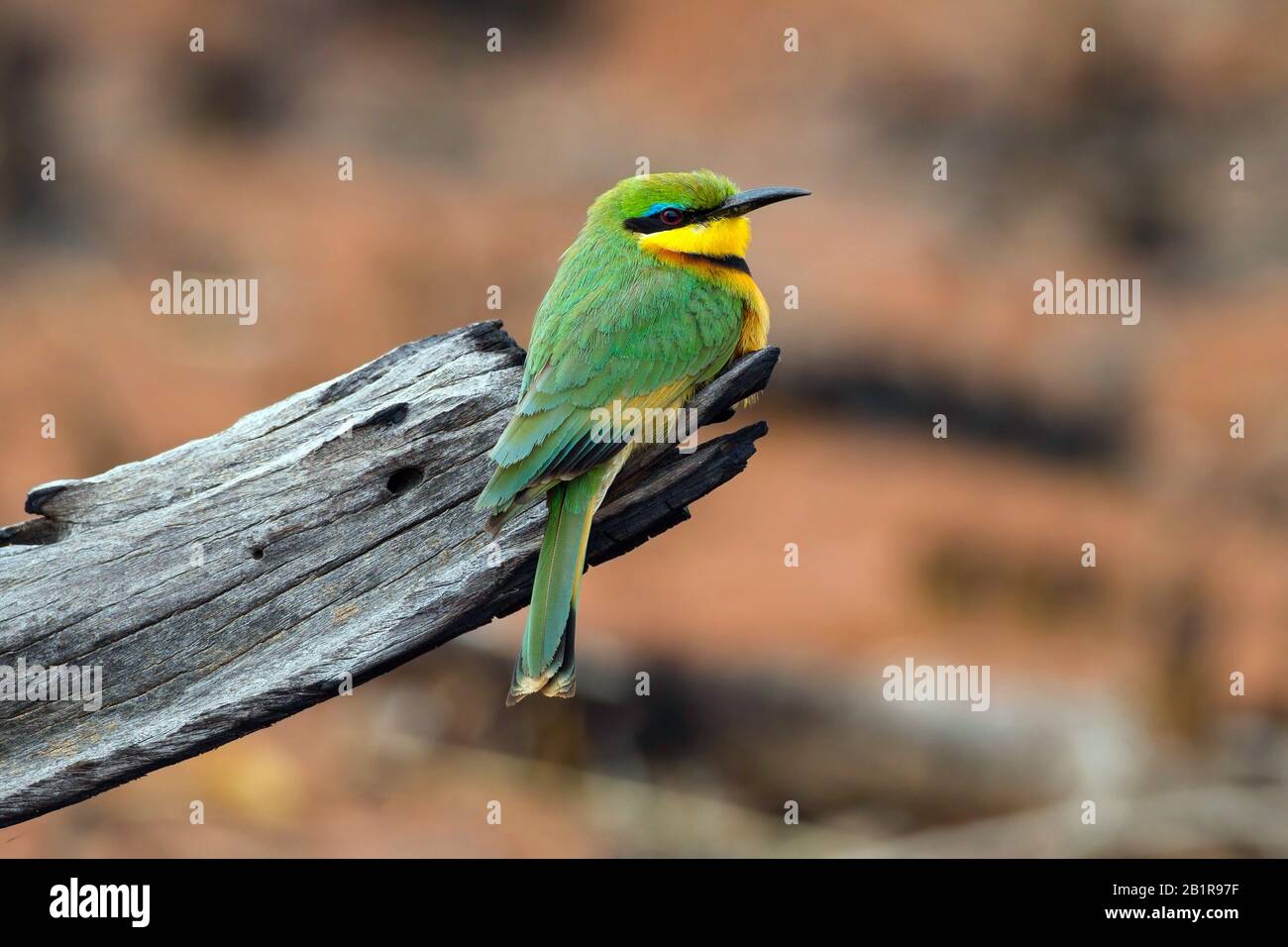 little bee eater (Merops pusillus), on a branch, Africa Stock Photo