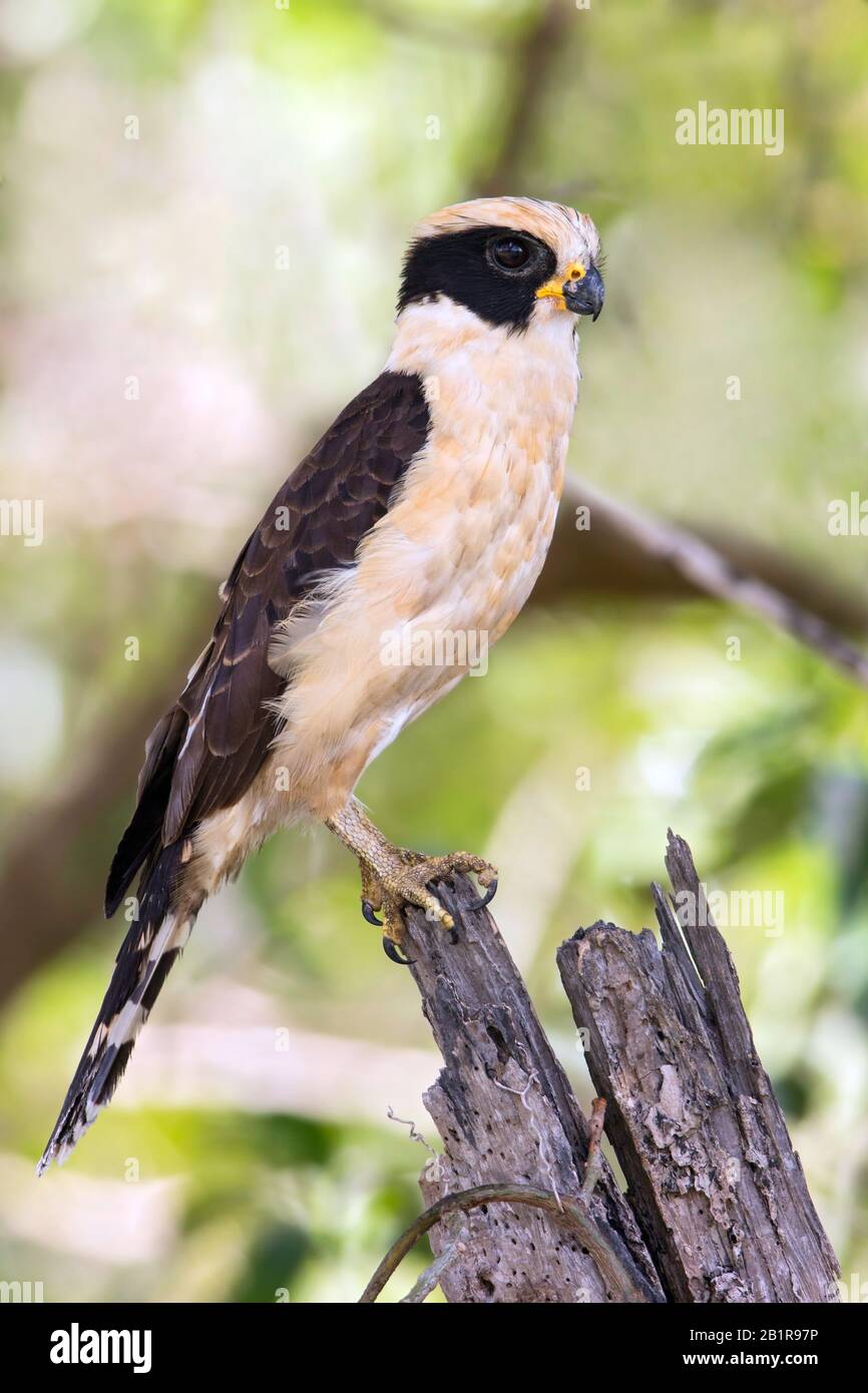 laughing falcon (Herpetotheres cachinnans), is a specialist snake-eater, found through Central and South America, South America Stock Photo