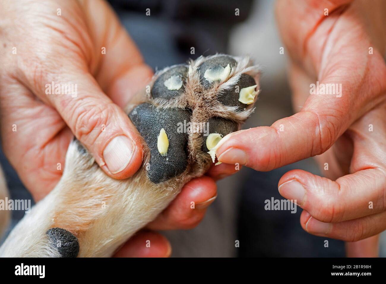 domestic dog (Canis lupus f. familiaris), creme is allpied on a dog's pwas, Germany Stock Photo