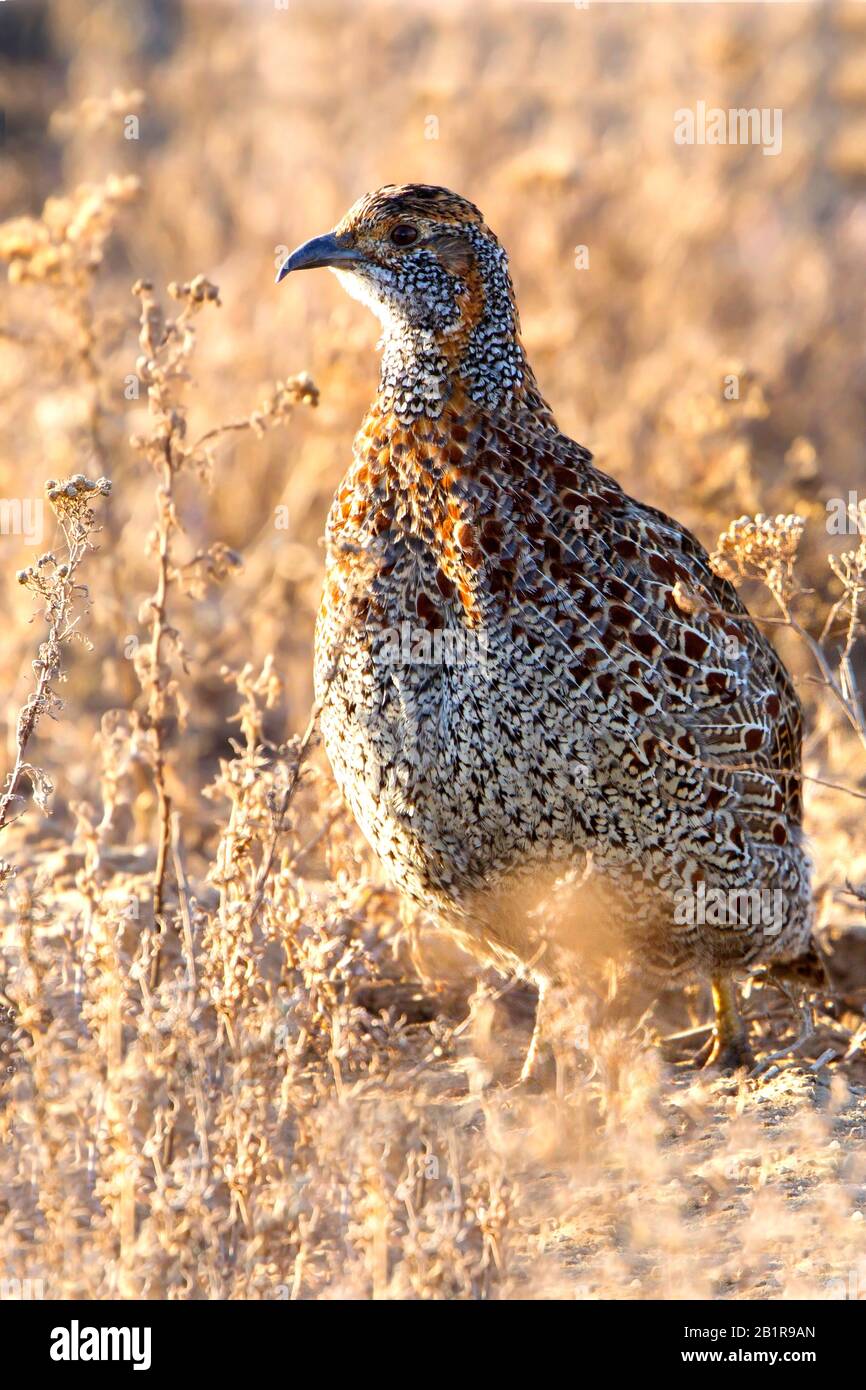 greywing francolin (Francolinus africanus, Scleroptila afra), on the
