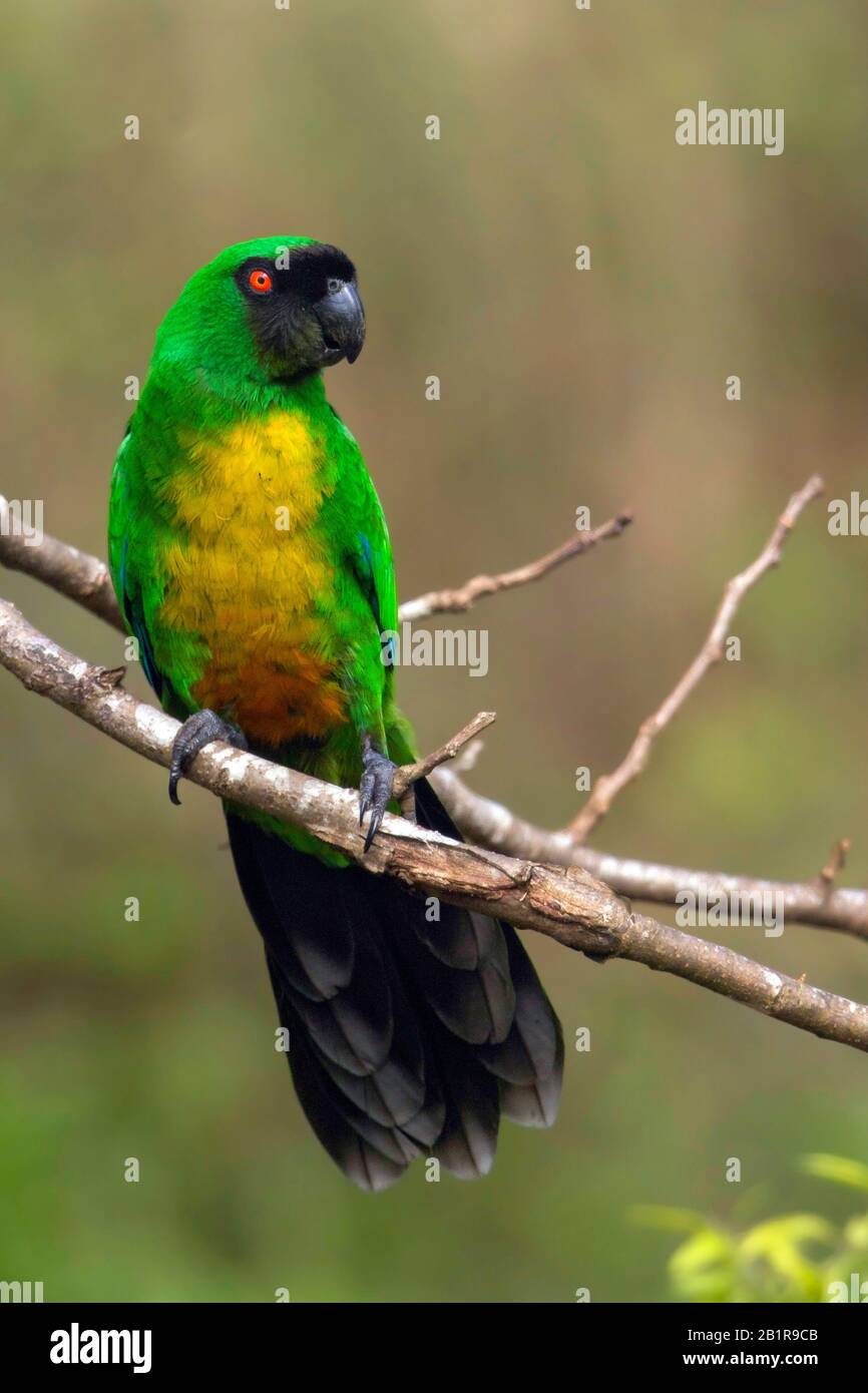 masked shining parrot (Prosopeia personata), perched on a branch, endemic to Viti Levu island in Fiji, Fiji Stock Photo