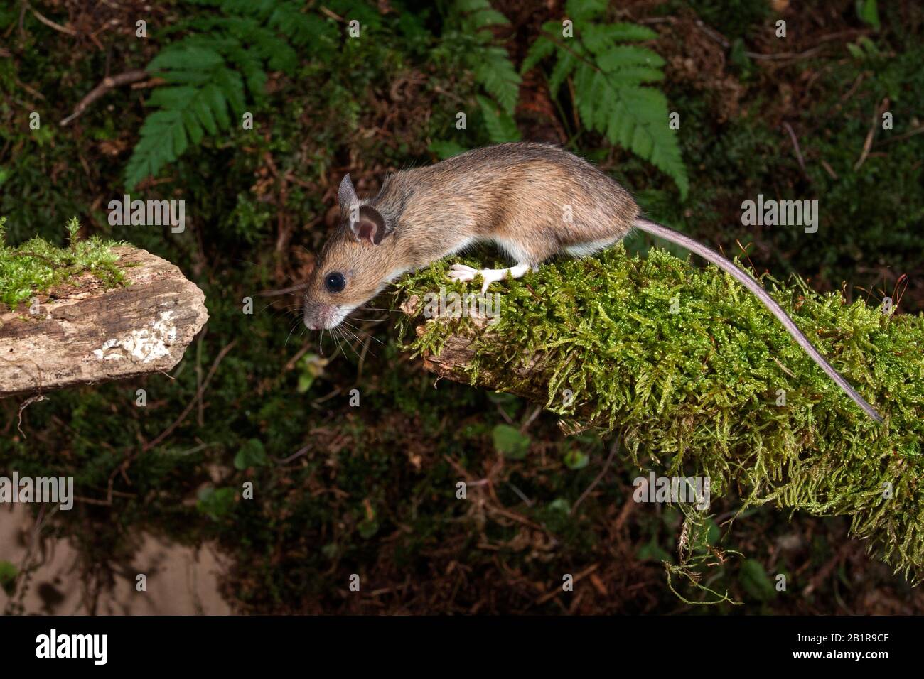 wood mouse, longtailed field mouse (Apodemus sylvaticus), climbing on
