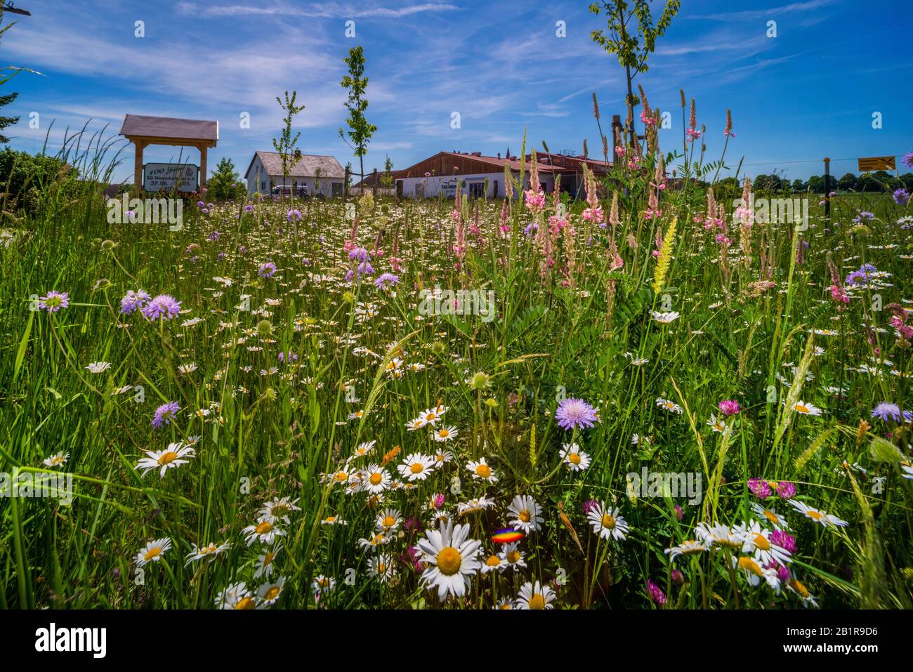 blue button, field scabious (Knautia arvensis), sowed flower meadow in a city, Germany Stock Photo