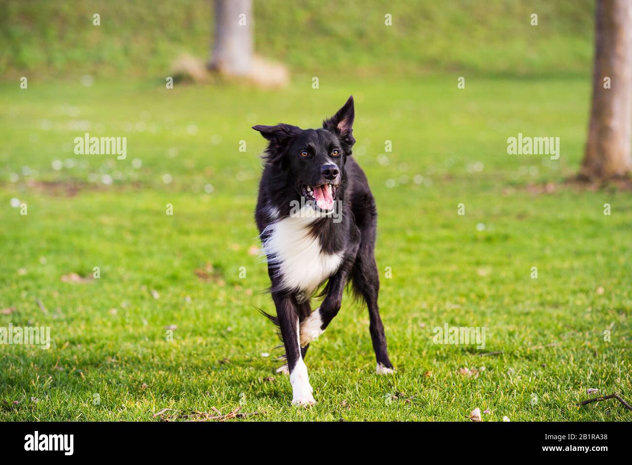 obedience trained border collies for sale