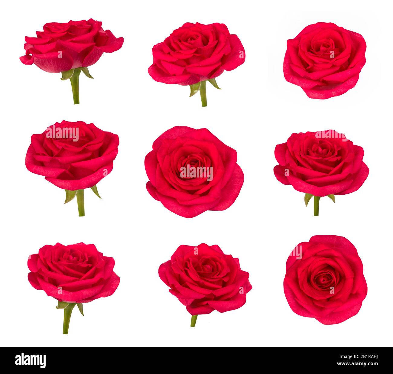 Set of red rose flowers in different camera angles isolated on white