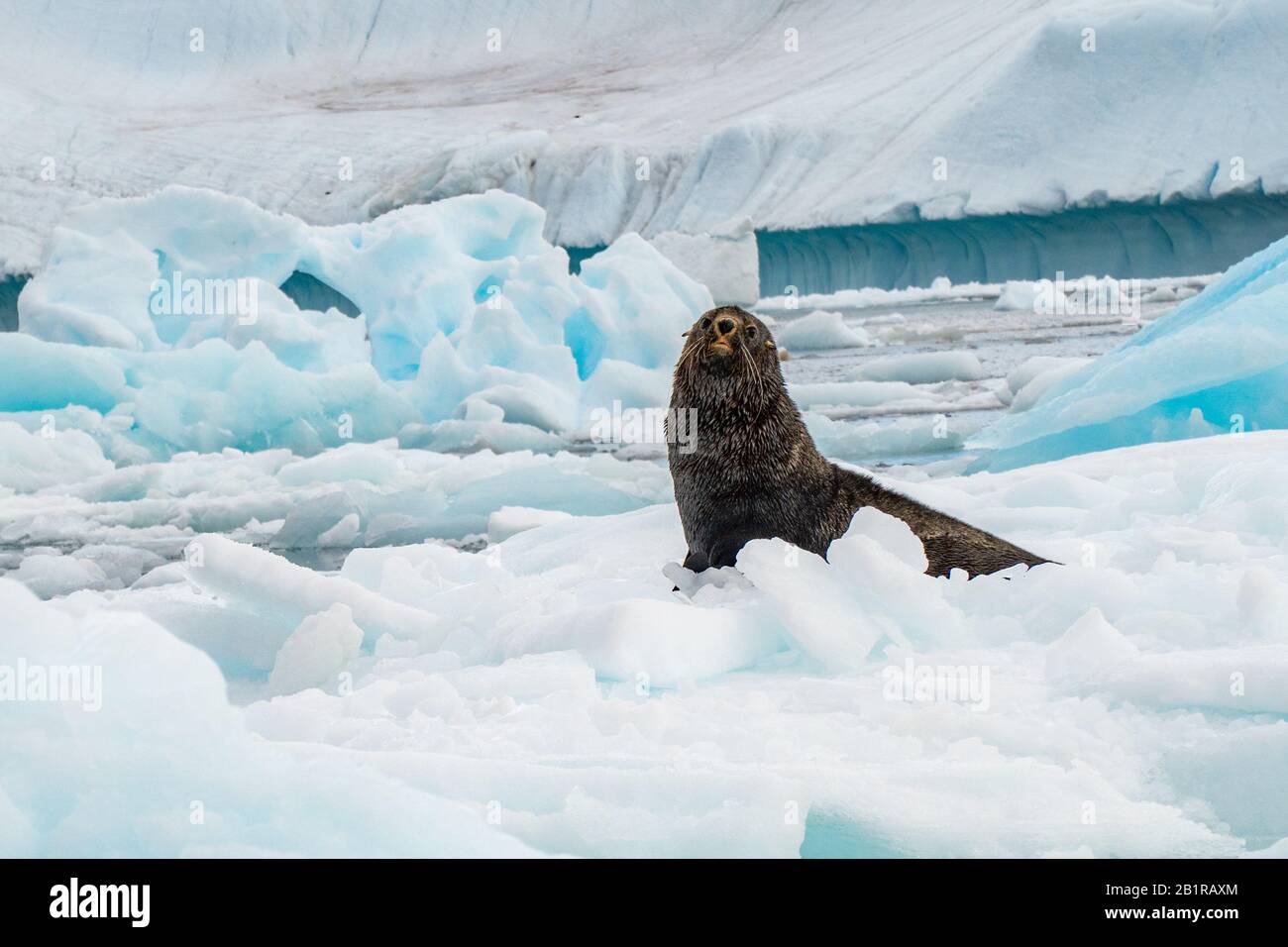 Antarctic fur seals (Arctocephalus gazella) on pack ice. The Antarctic fur seal feeds mainly on krill, but it also eats squid and fish. It is primaril Stock Photo