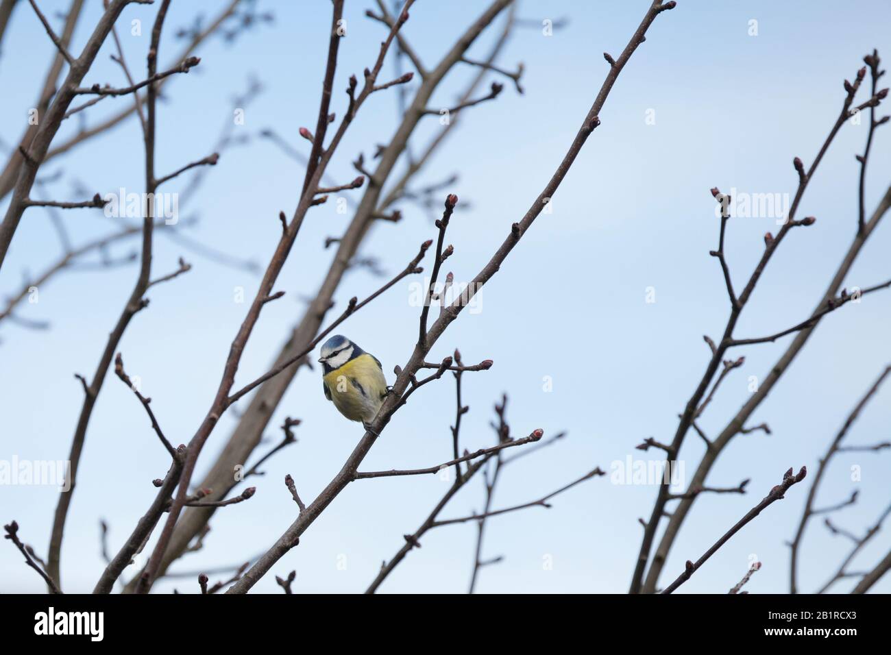 A blue tit (Cyanoses caeruleus) perches in the bare branches of a tree. Wintertime, southern England. Stock Photo