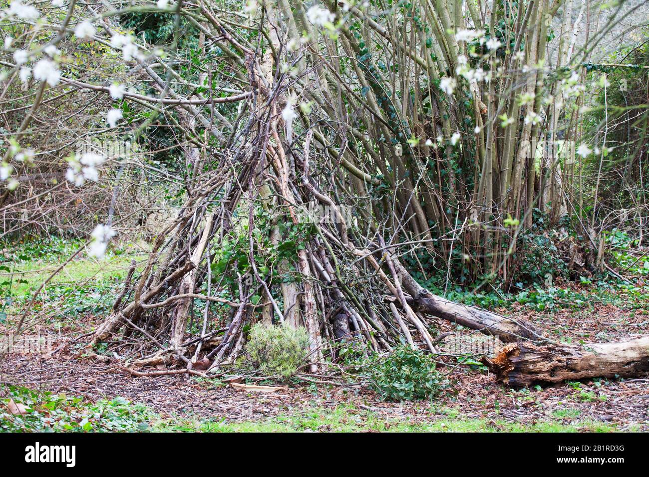 A small den built from fallen and cut branches, in a woodland setting. Stock Photo