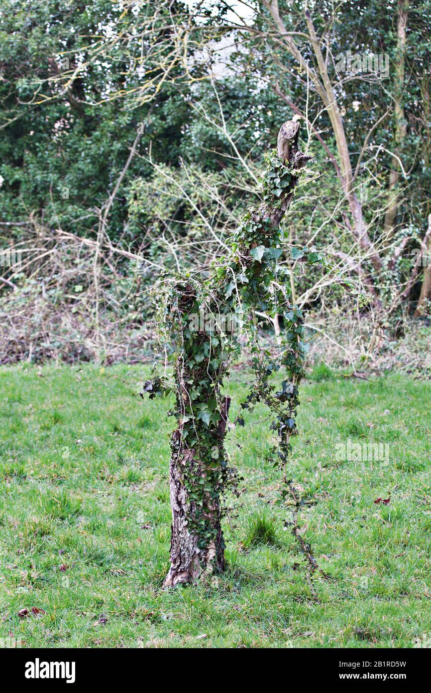The dead stump of an apple tree wound with ivy (Hedera helix). Orchard setting, southern England, wintertime. Stock Photo