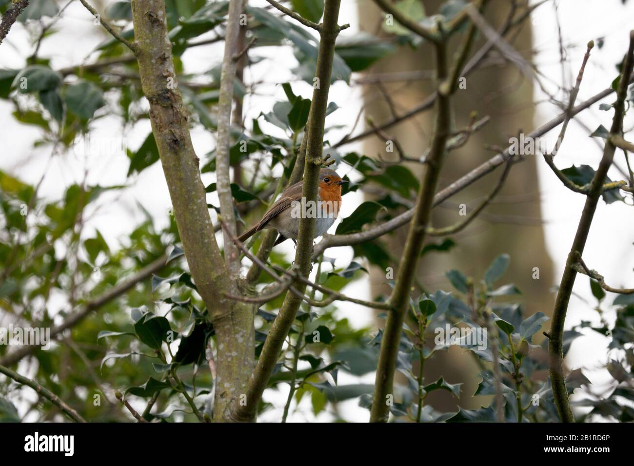 A robin redbreast (Erithacus rubecula) perches in a holly tree. Wintertime, UK. Stock Photo