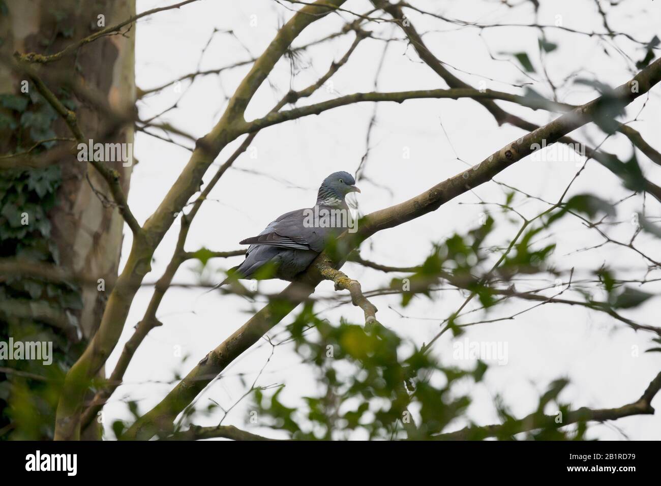 A woodpigeon sits in the bare branches of a tree. Wintertime, southern UK. Stock Photo