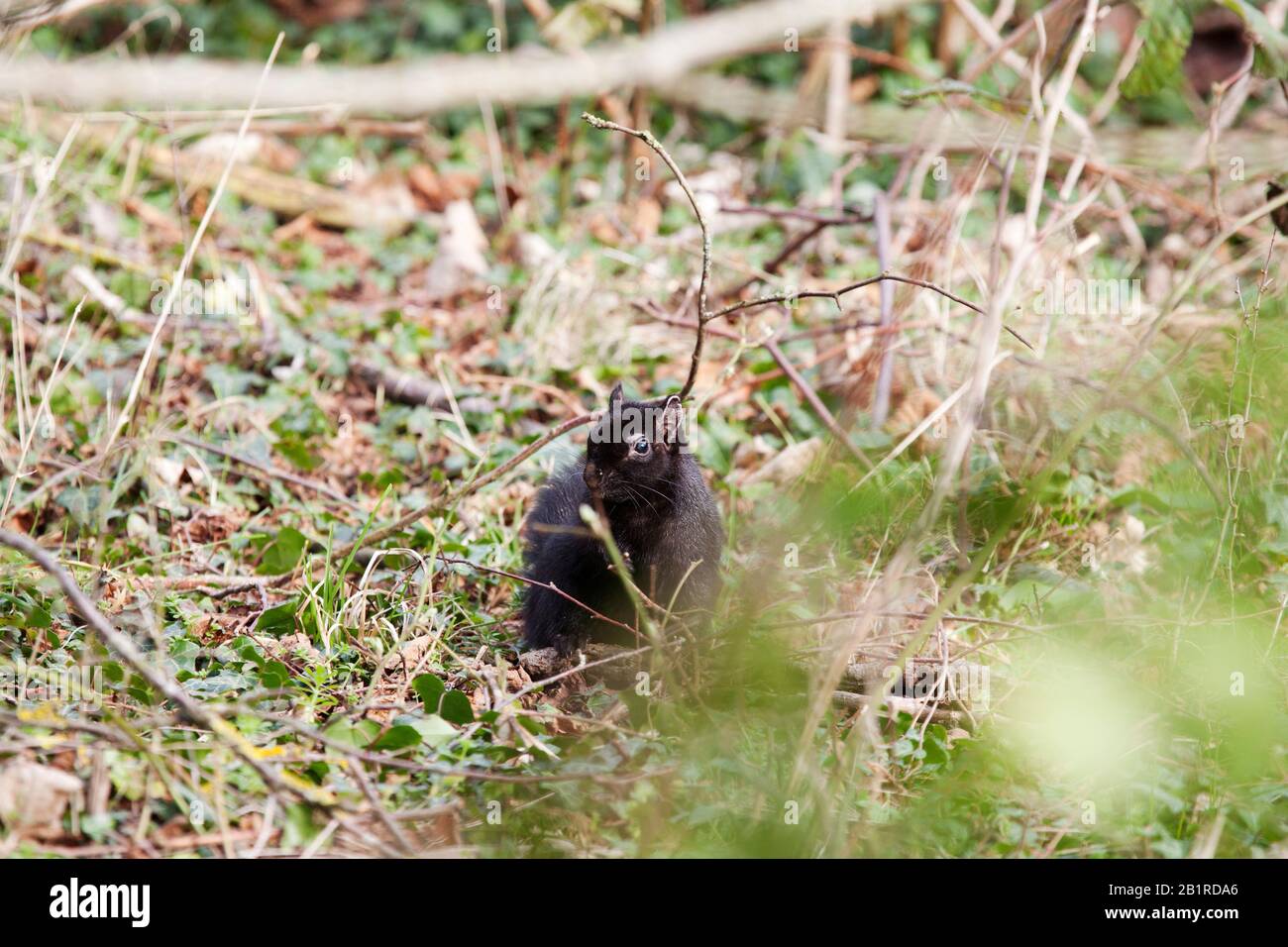 A shy black squirrel partially concealed by undergrowth, wild setting. Near Letchworth, where the black squirrel was first spotted in the UK in 1912. Stock Photo