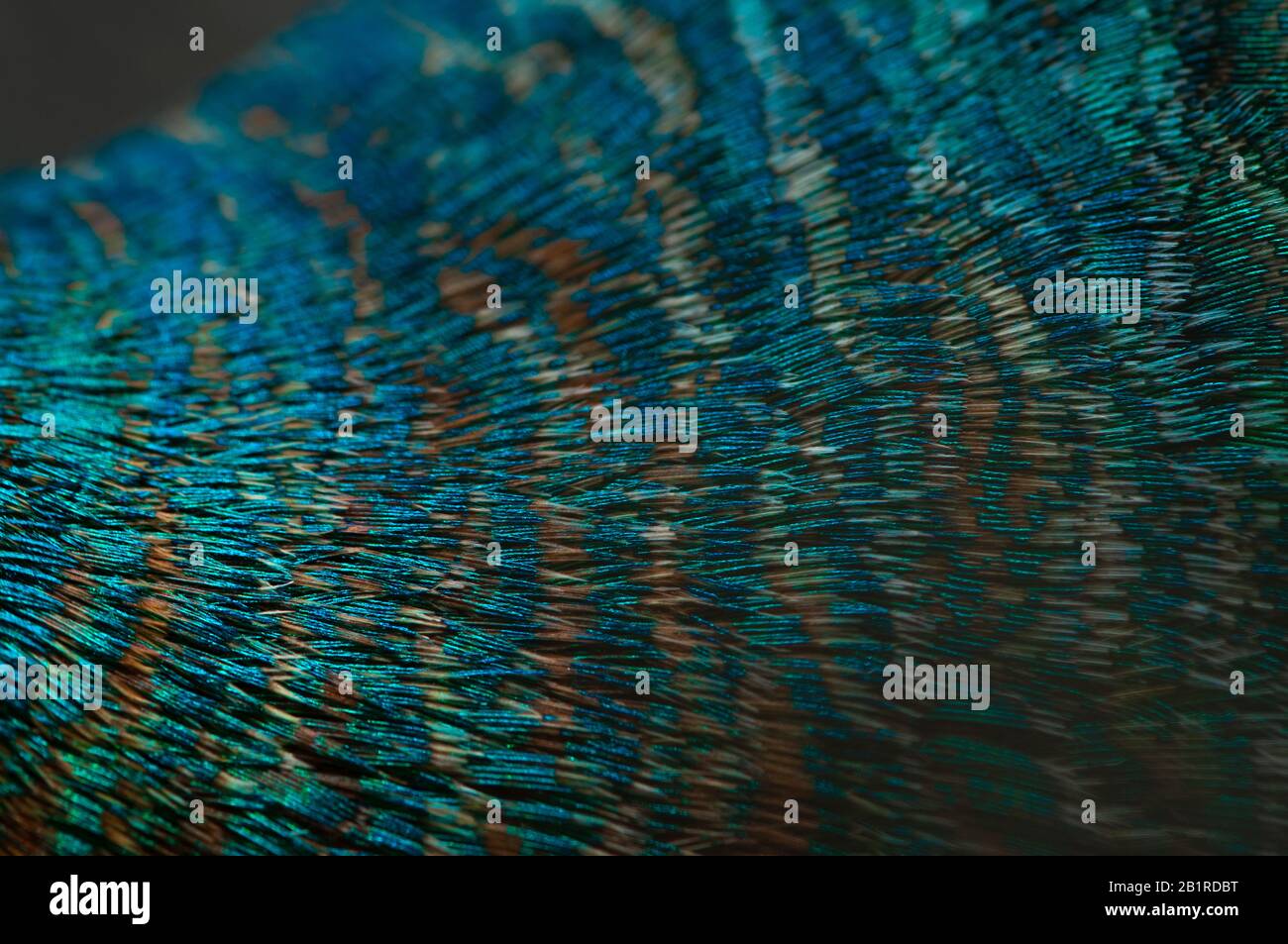 Close-up of the  peacock feathers .Macro blue feather, Feather, Bird, Animal. Macro photograph. Stock Photo