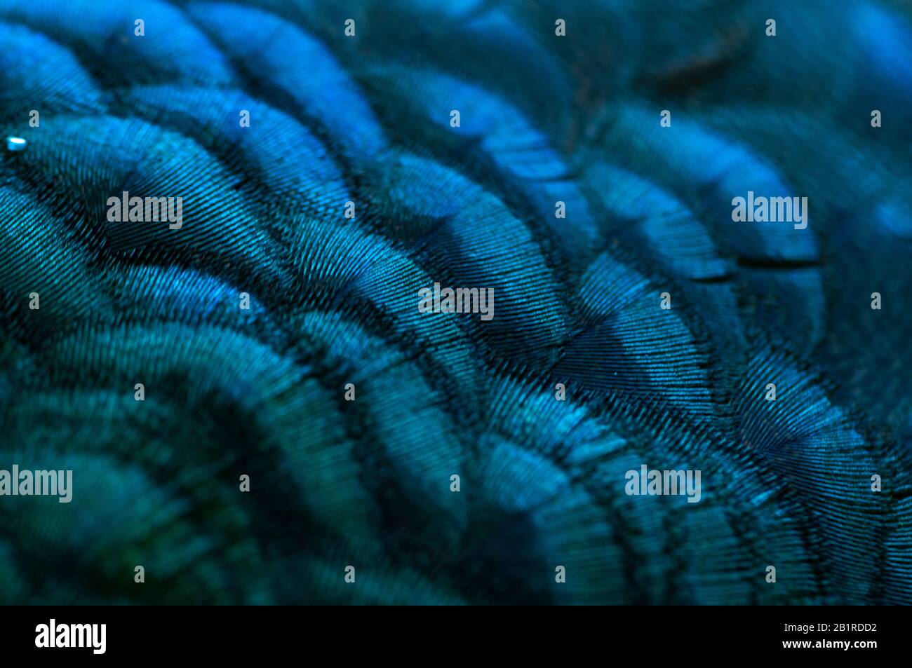 Peacock feather design hires stock photography and images Alamy