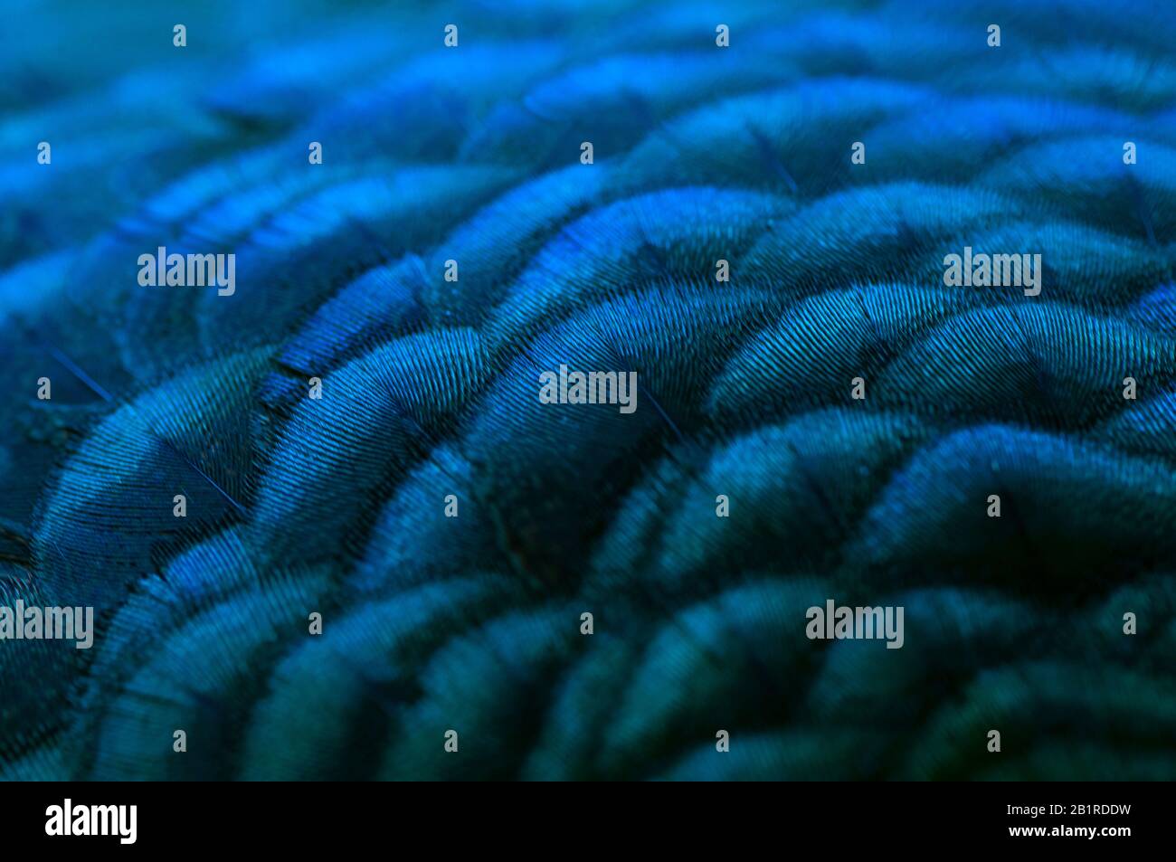 Close-up of the  peacock feathers .Macro blue feather, Feather, Bird, Animal. Macro photograph. Stock Photo