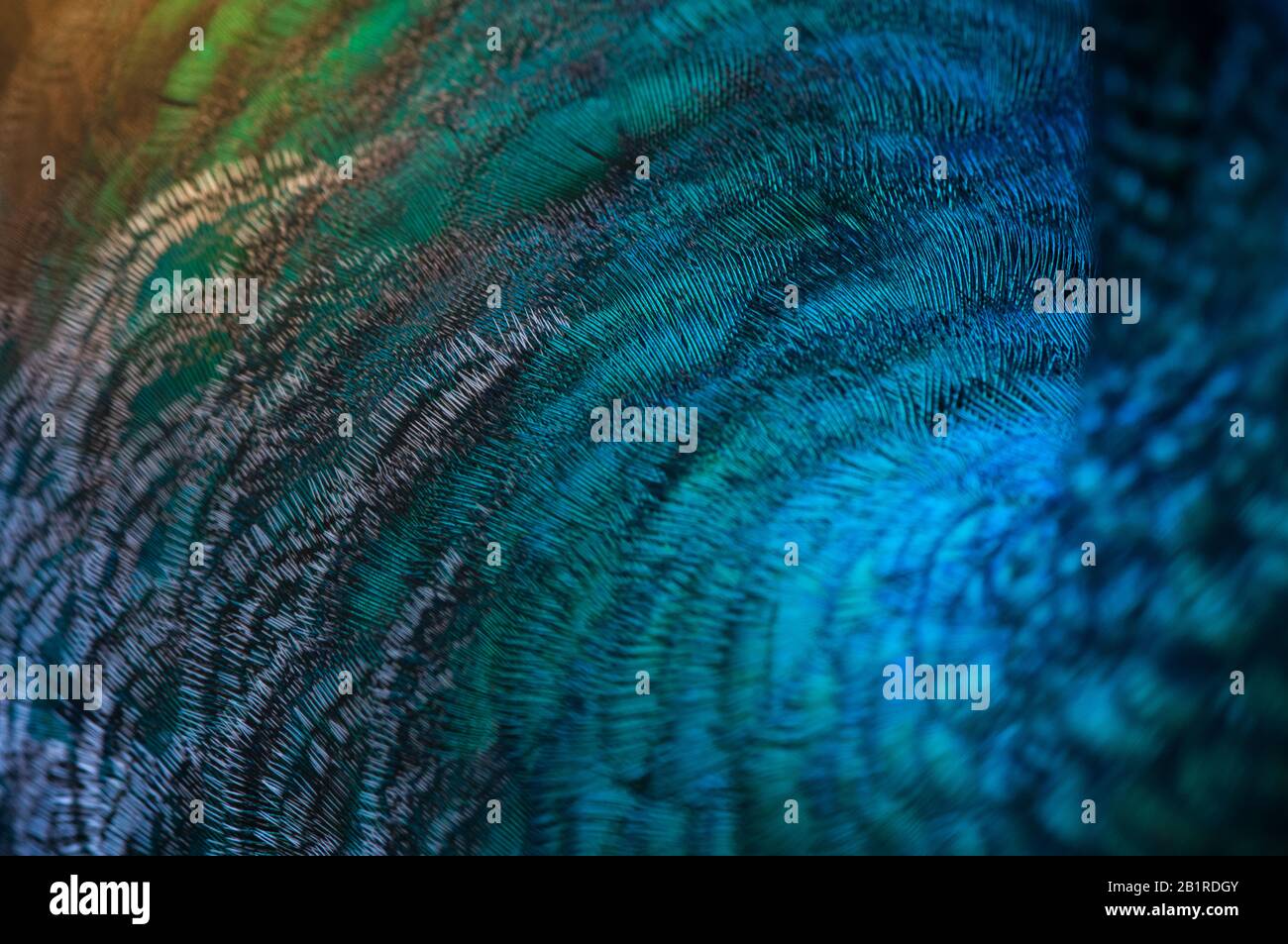 Close-up of the  peacock feathers .Macro blue feather, Feather, Bird, Animal. Macro photograph. Stock Photo