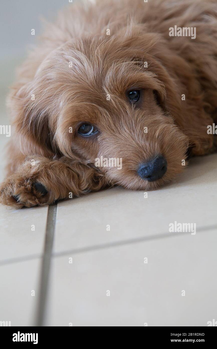 An 11-week-old red cockapoo (Cocker Spaniel x Miniature Poodle designer breed) puppy with brown eyes rests on a tiled floor, looking at the camera. Stock Photo