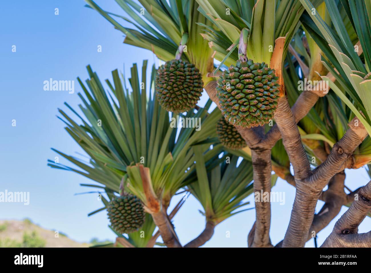 Monocot fruit hi-res stock photography and images - Alamy