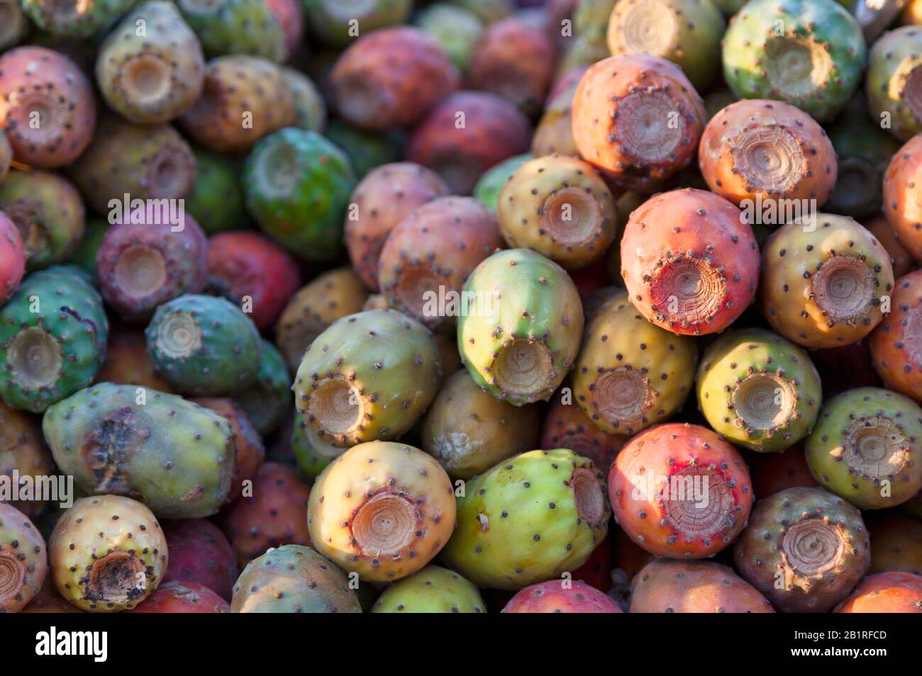 Opuntia, commonly called prickly pear, is a genus in the cactus family