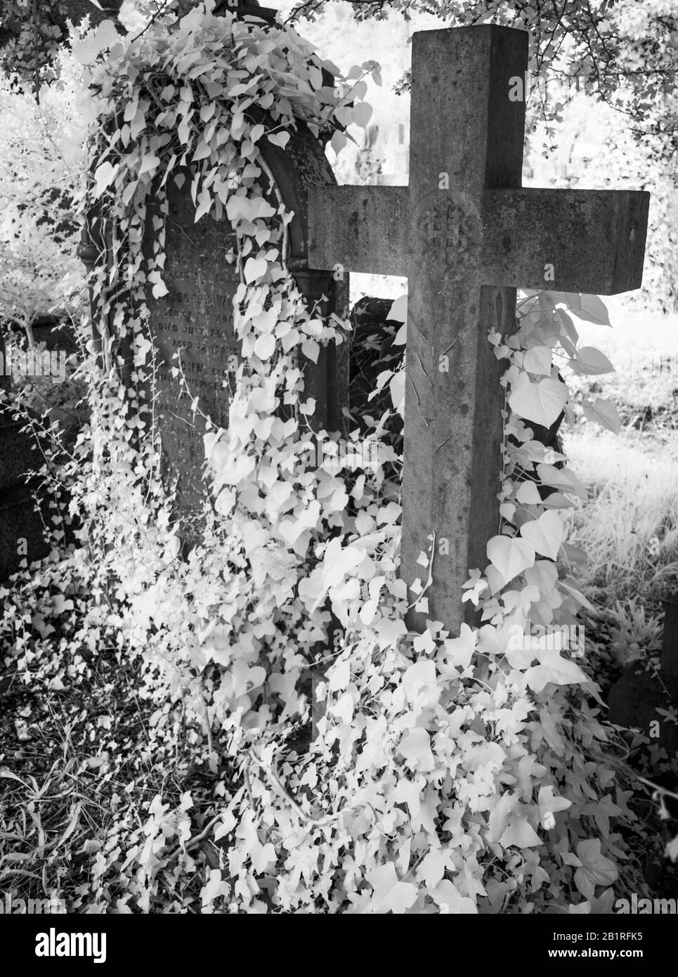 An infrared shot of old, ivy-covered Victorian gravestones. Stock Photo