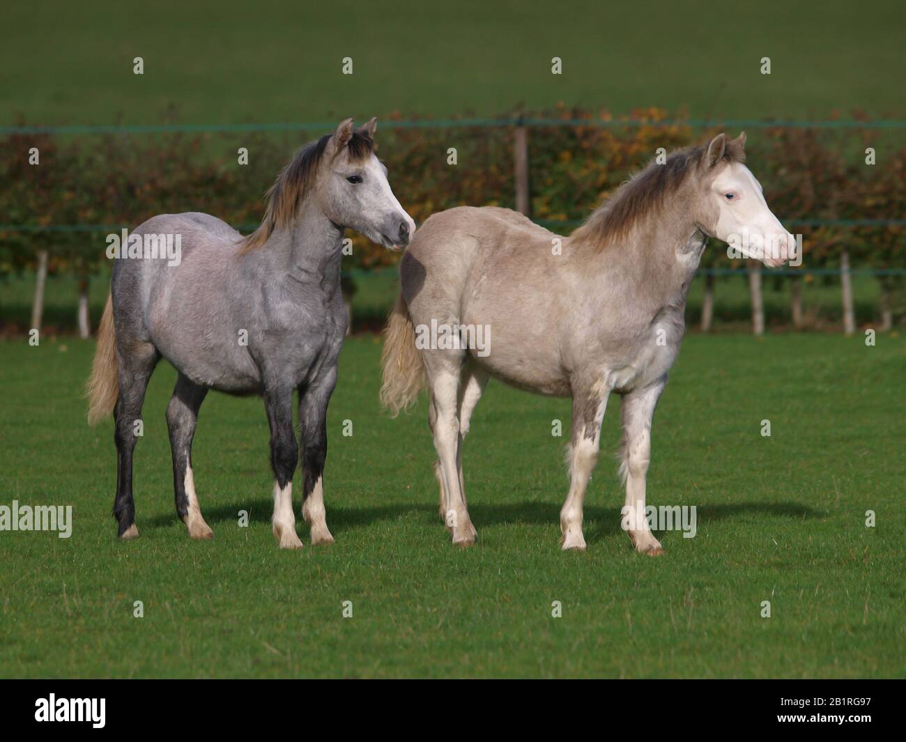 Two young welsh ponies interact together in a paddock Stock Photo Alamy