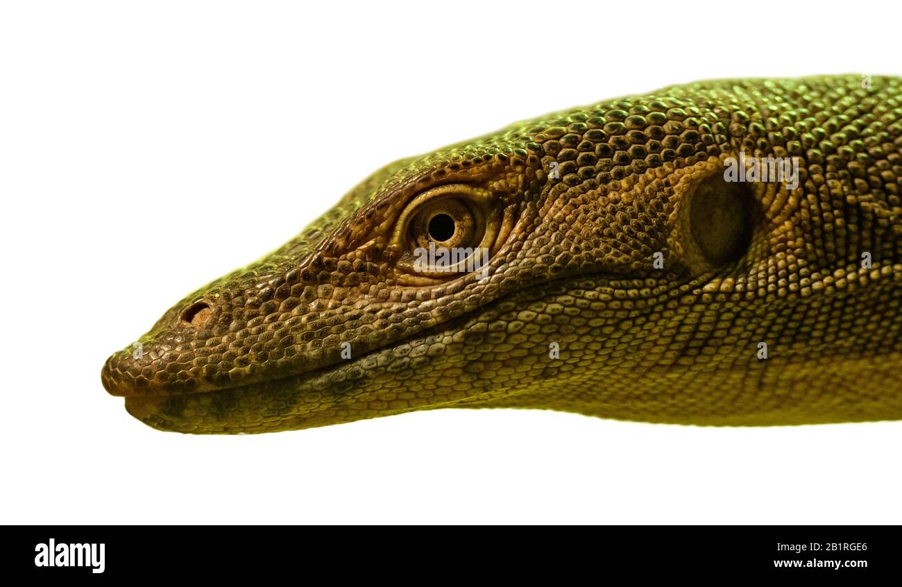 portrait of monitor lizard on white, zoo Stock Photo