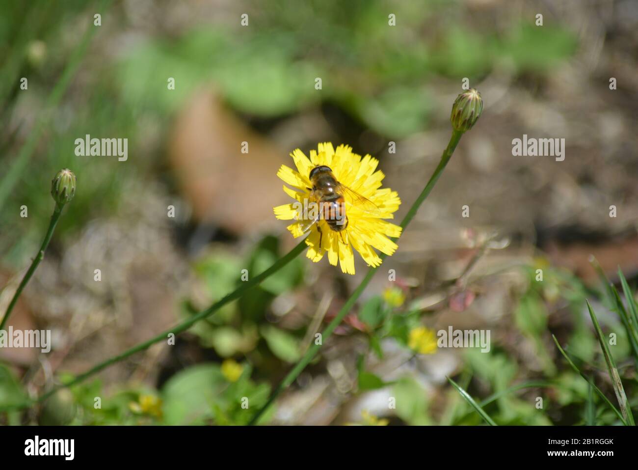 Abeja sobre la flor amarilla Stock Photo