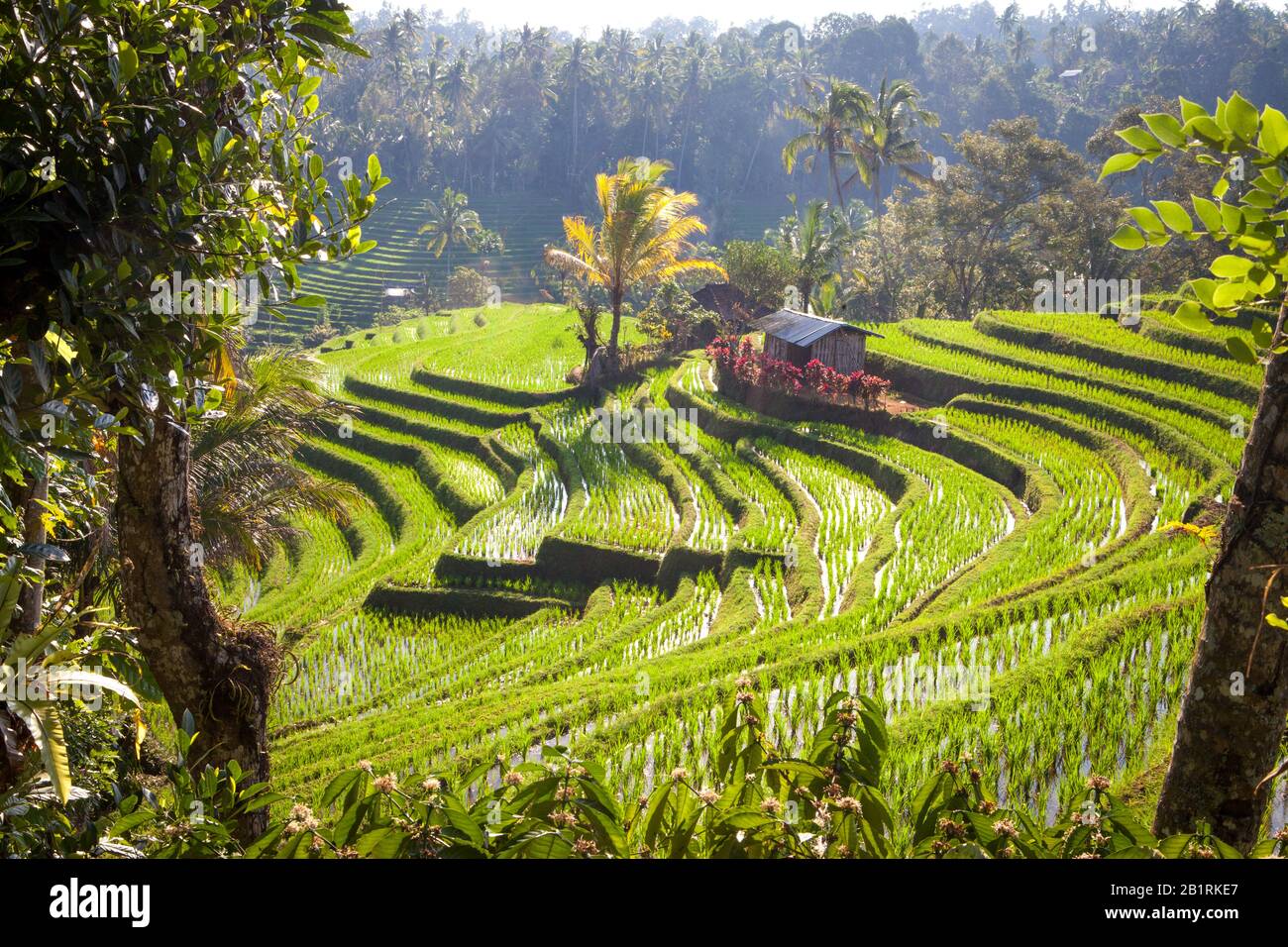 bali indonesia scenic rice terraces paddies Stock Photo