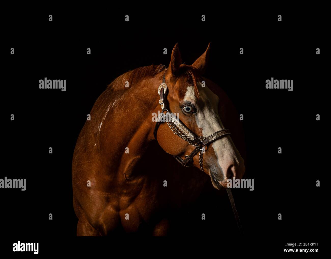 Portrait of a chesnut horse with white blaze  isolated on black background, , front side view, with years pointed forward in attentive look Stock Photo